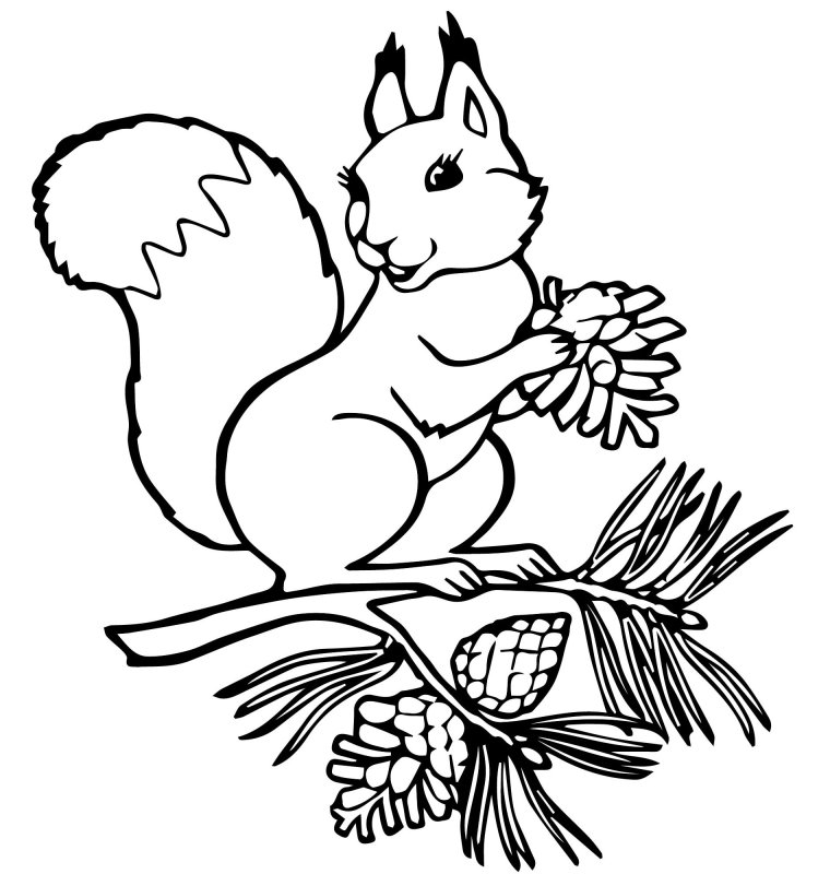 Белка раскраска