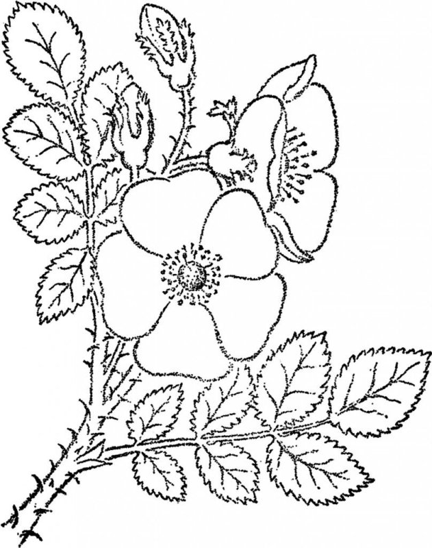 Шиповник раскраска