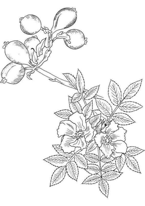 Растения. Раскраска