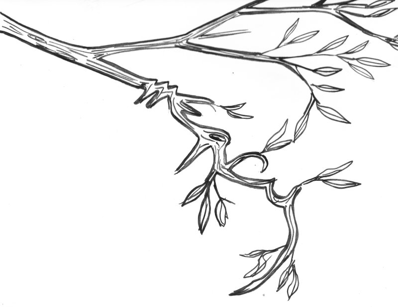 Ветка дерева