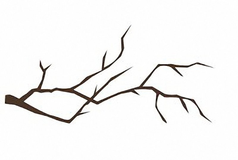 Ветка без листьев