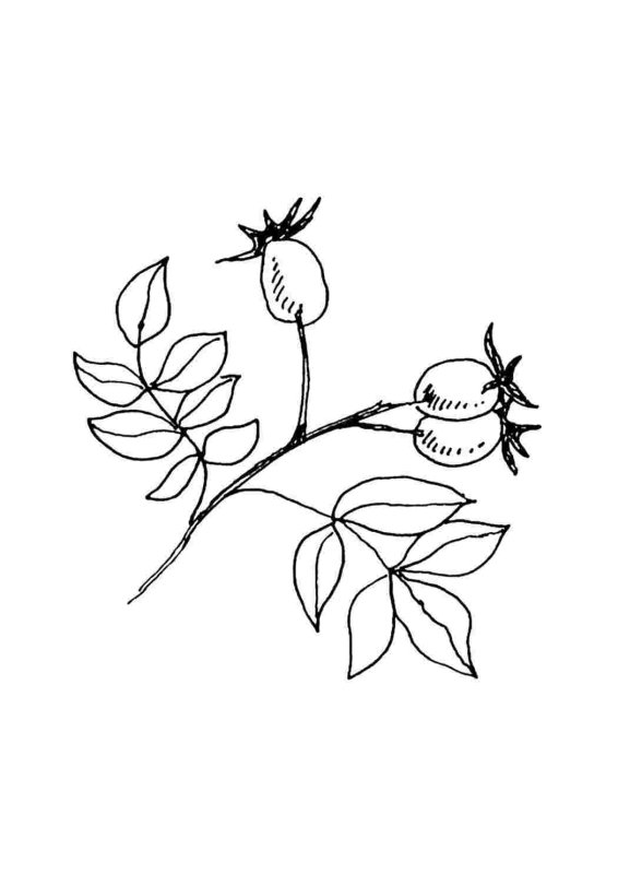 Растения рисунок