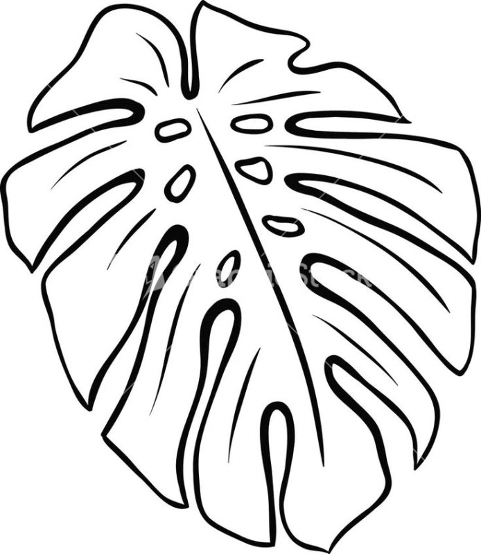 Monstera Leaf контур