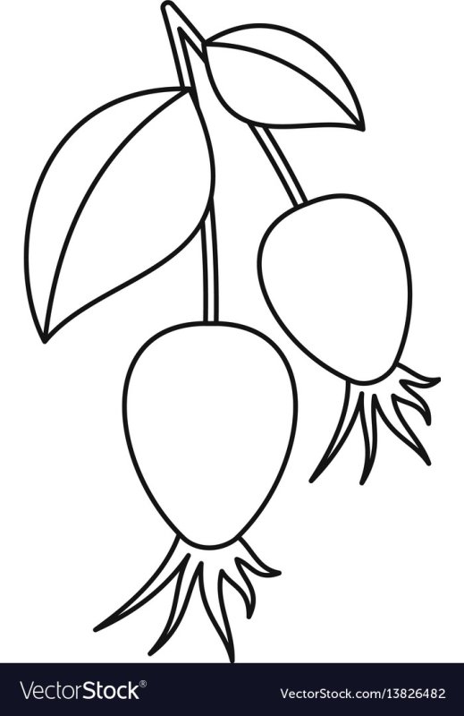 Шиповник ягода раскраска для детей