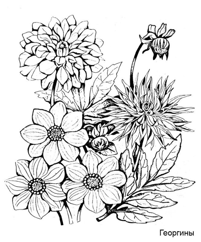 Цветы. Раскраска