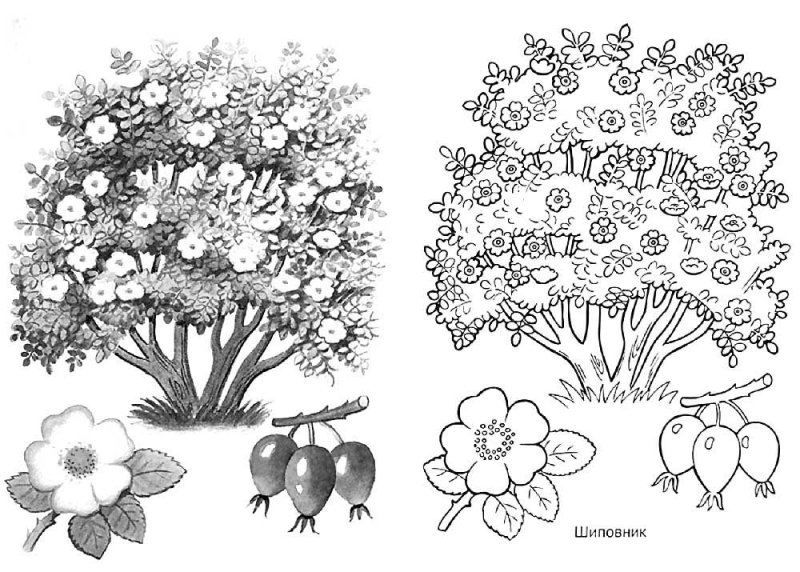 Куст раскраска