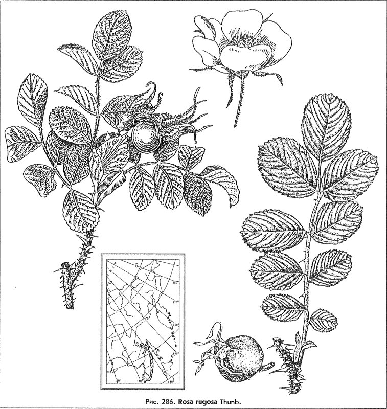 Прилистники шиповника морщинистого