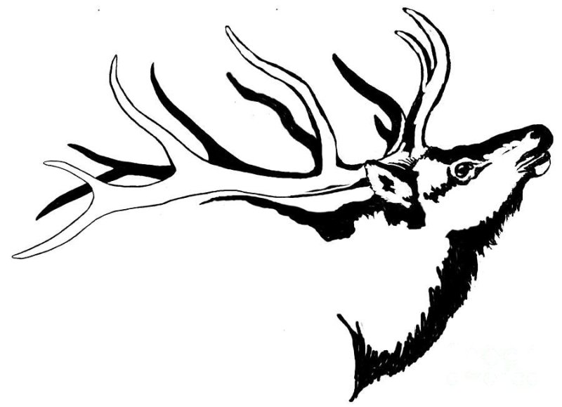 Олень для выжигания по дереву