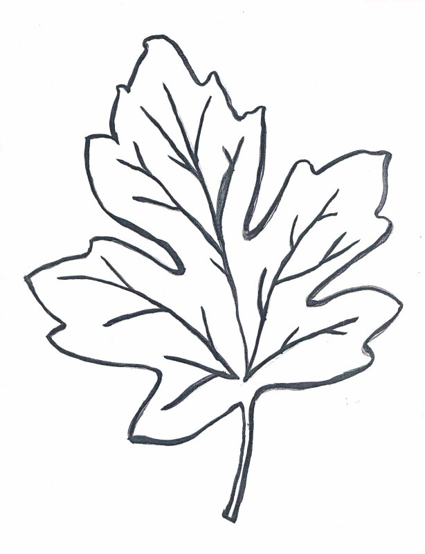 Листья деревьев шаблоны