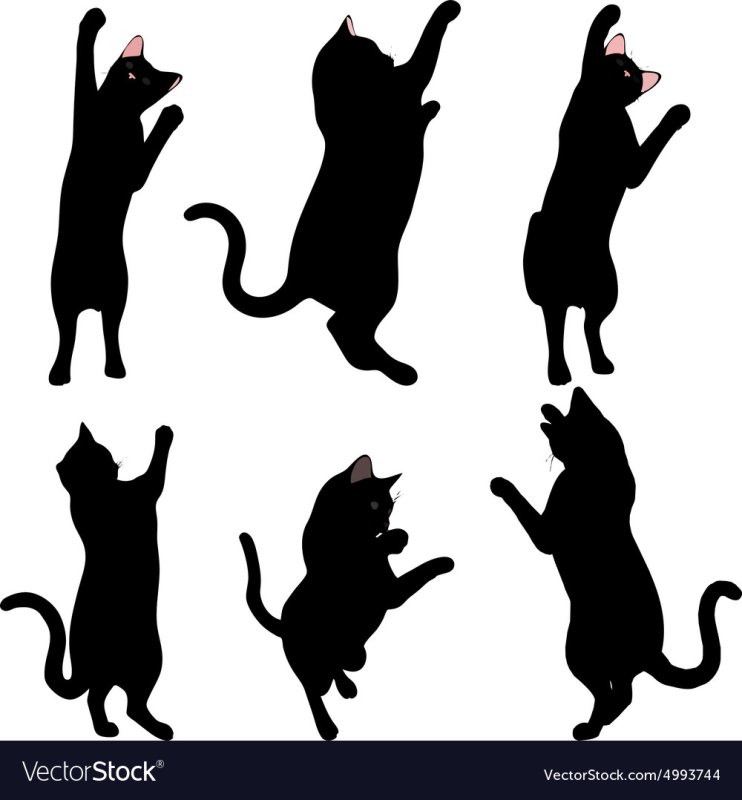 Силуэт кошки на задних лапах