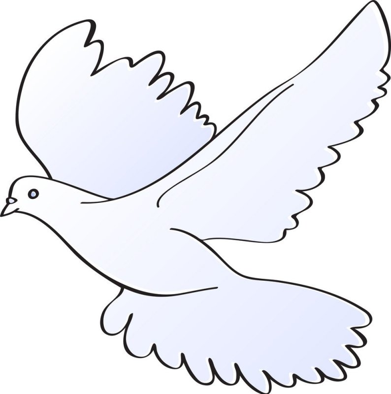 Голубь раскраска для детей