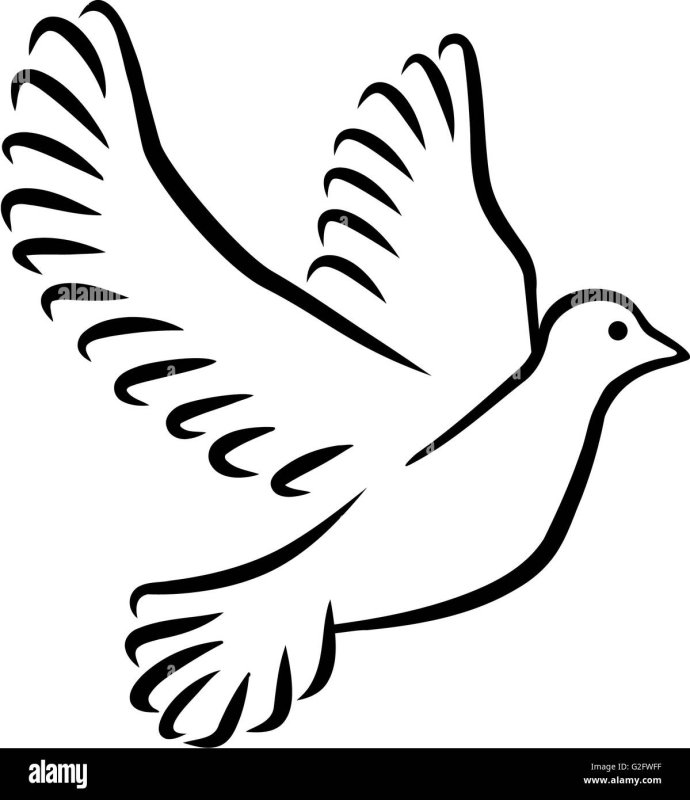 Голубь трафарет