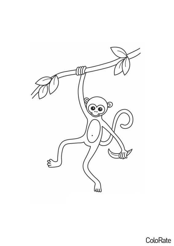 Раскраска обезьяна на ветке