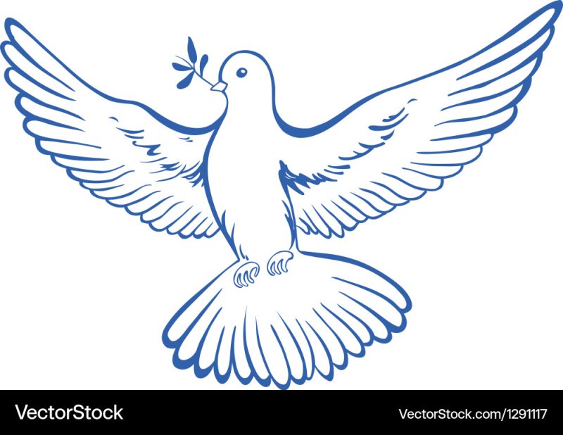 Голубь раскраска
