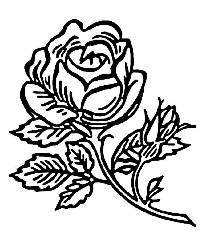 Роза раскраска