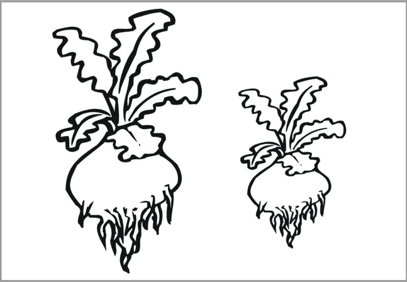 Ботва Репки шаблон
