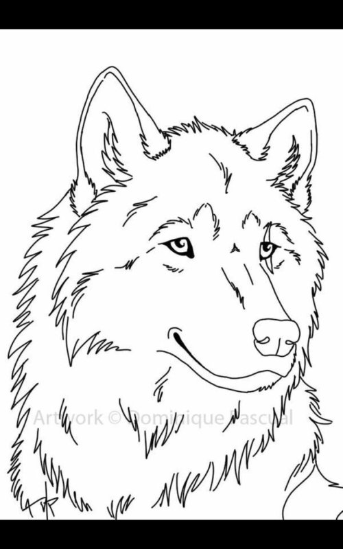 Волк рисунок