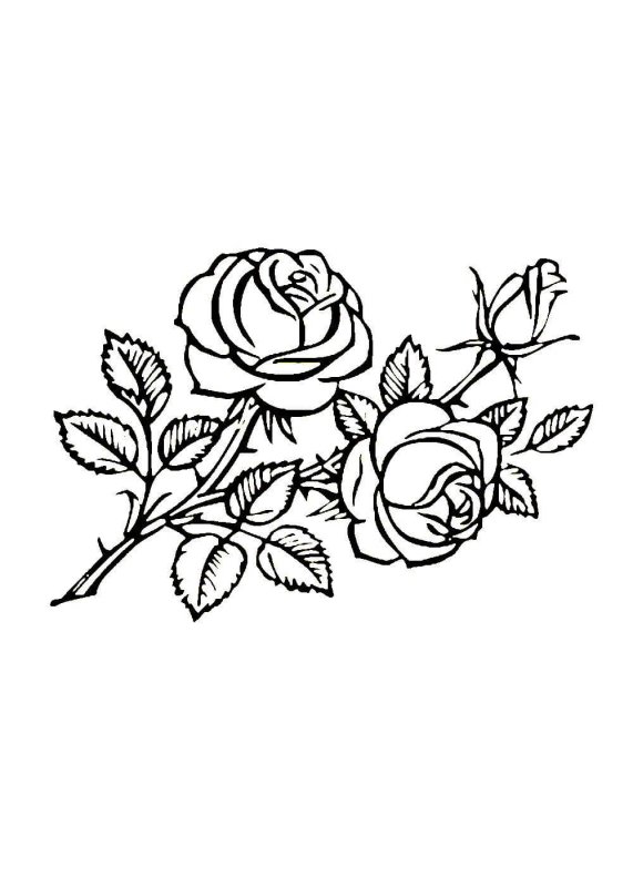 Орнамент розы