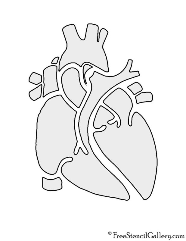 Трафарет анатомического сердца