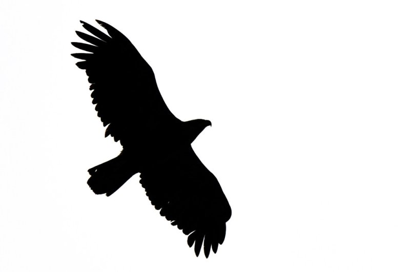 Силуэт ястреба