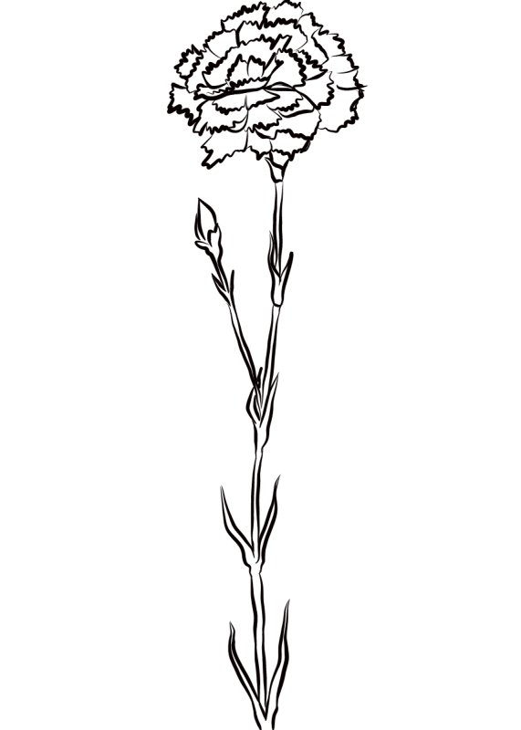 Гвоздика рисунок карандашом