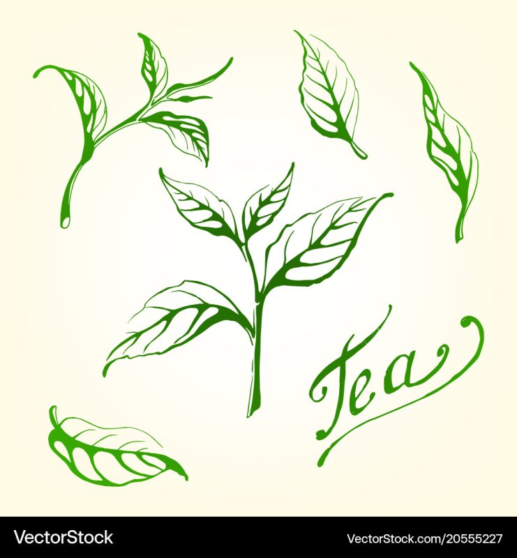 Стилизованные листья чая