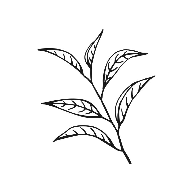 Чайный лист эскиз