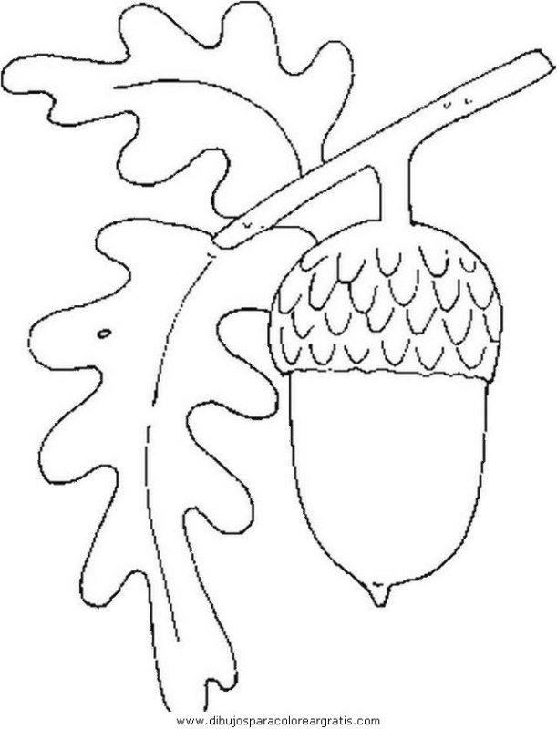 Желудь раскраска