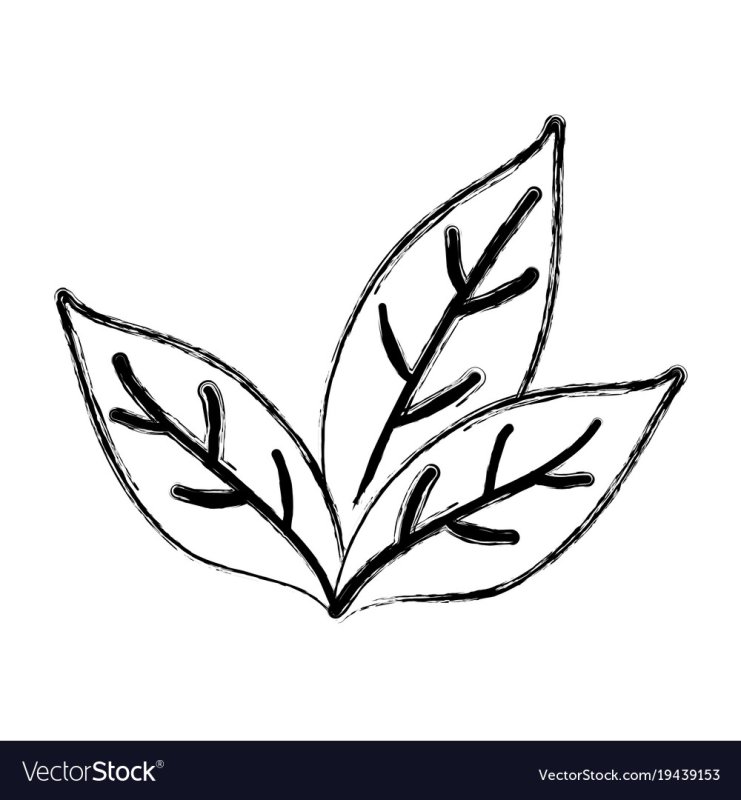 Чайный лист контур