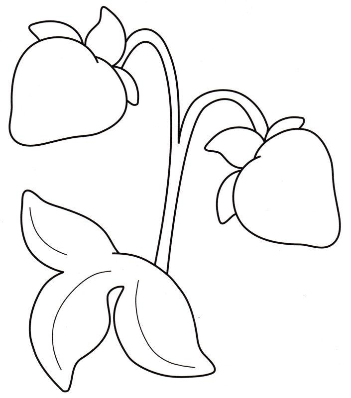 Раскраски для детей ягоды и цветы