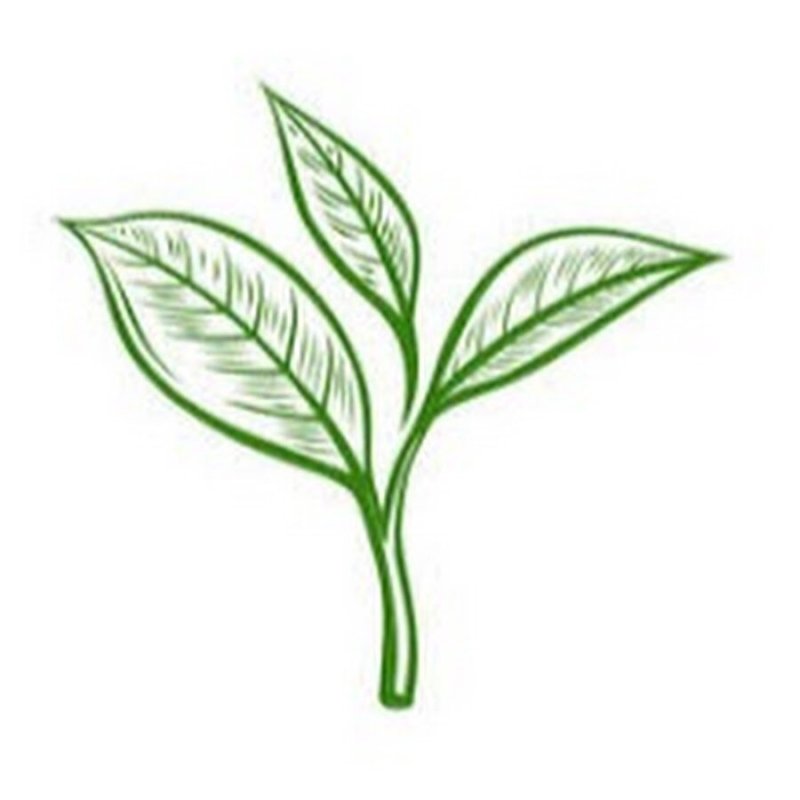 Векторный лист чая