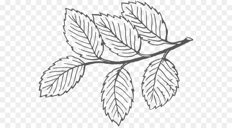 Контур листьев рябины