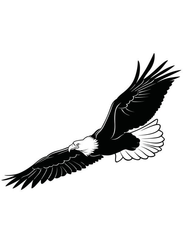 Белоголовый Орлан вектор