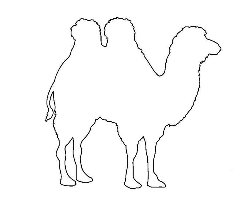 Верблюд трафарет для детей