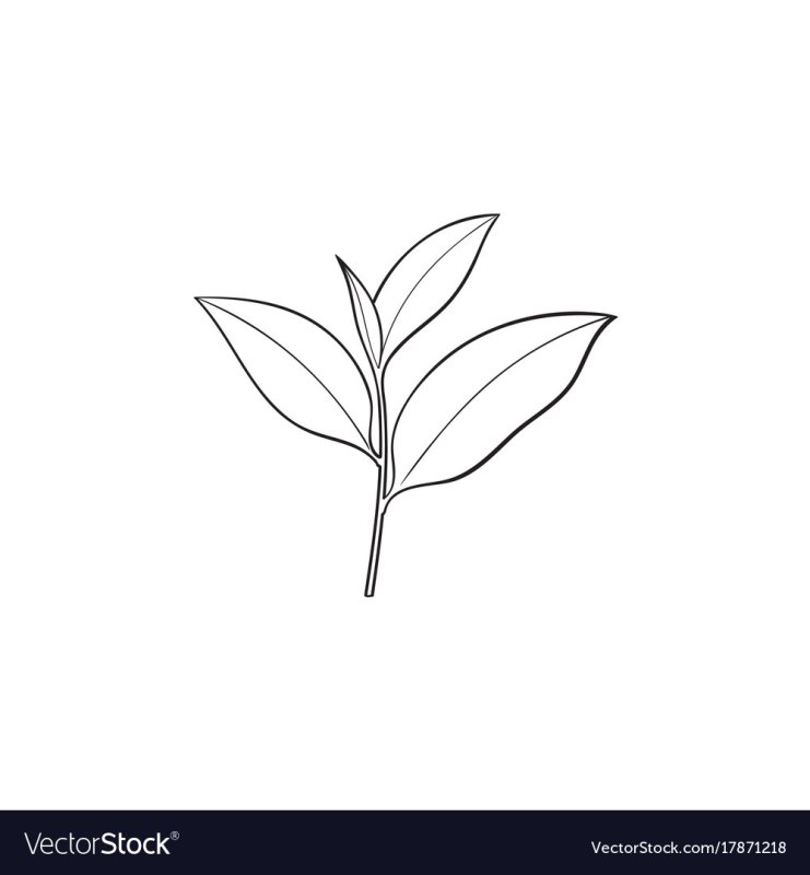 Листья чая силуэт