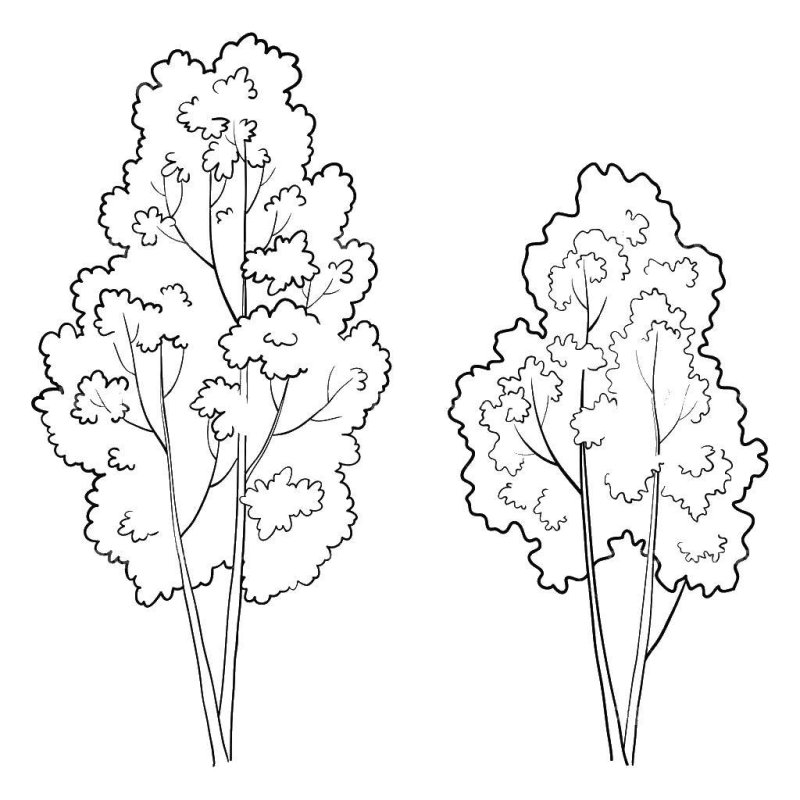 Раскраска деревья и кустарники для детей
