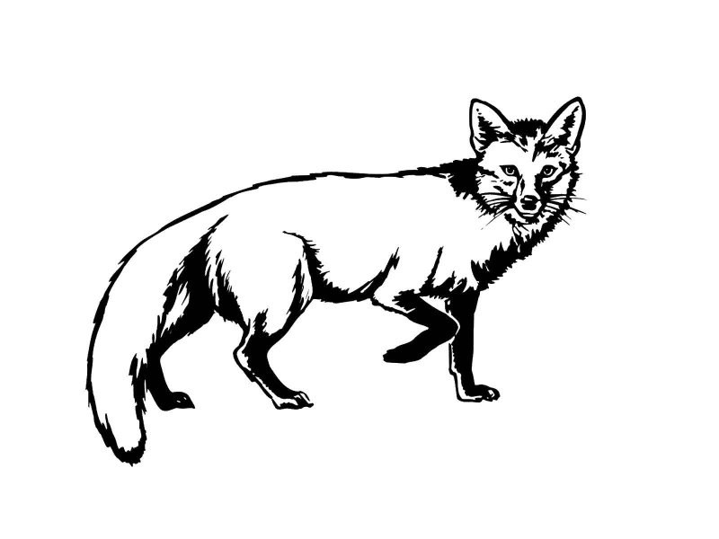 Лисица рисунок