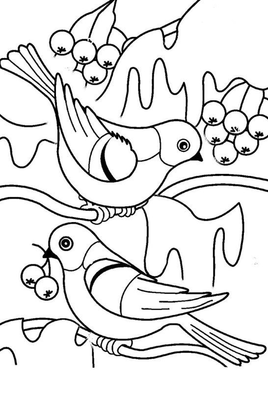 Снегирь раскраска для детей
