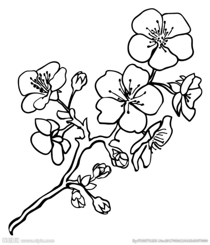 Сакура рисунок