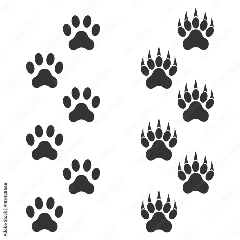 Следы когтей