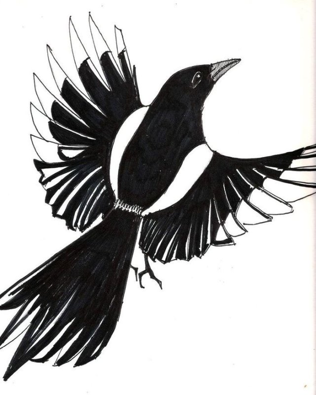Сорока рисунок для детей