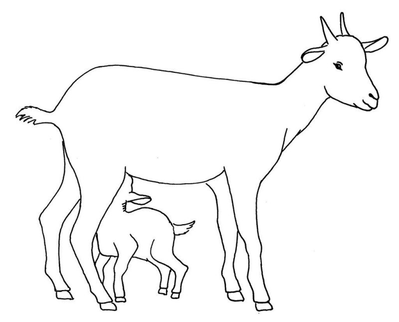 Раскраска коза