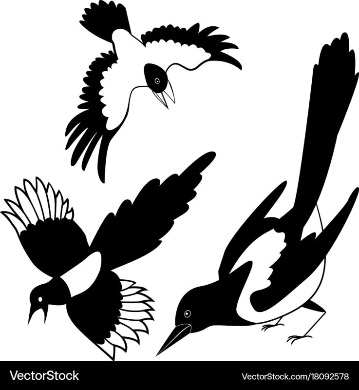 Силуэт сороки