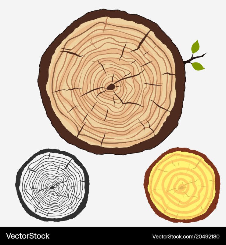 Что нарисовать на срезе дерева