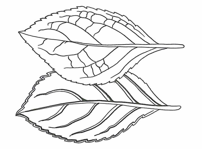 Листья рисунок