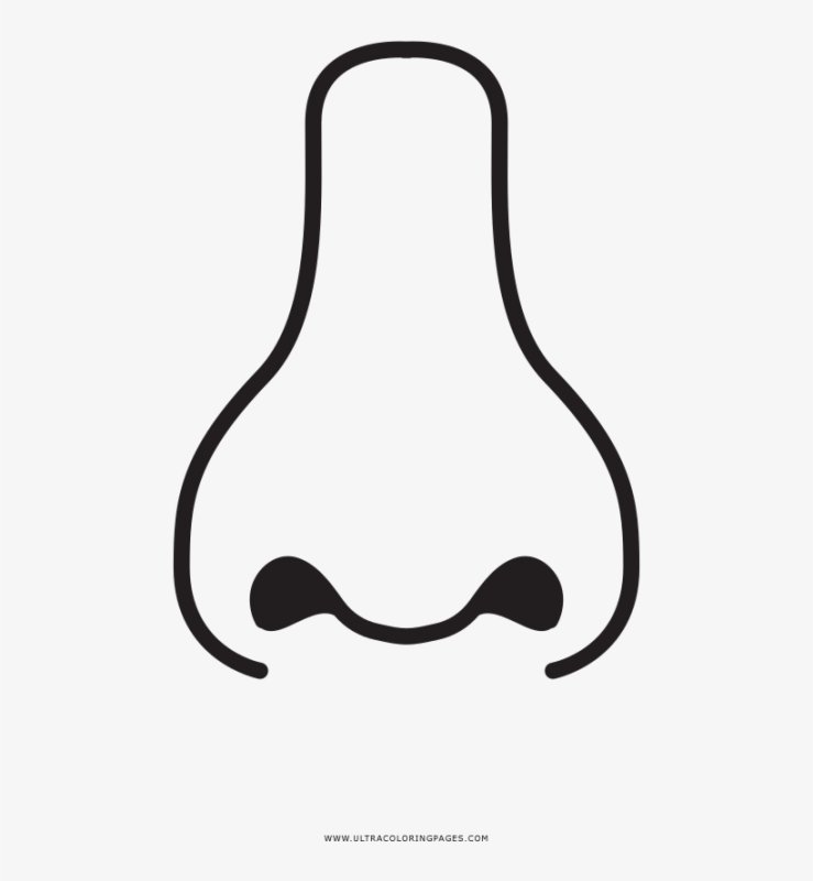 Контур носа