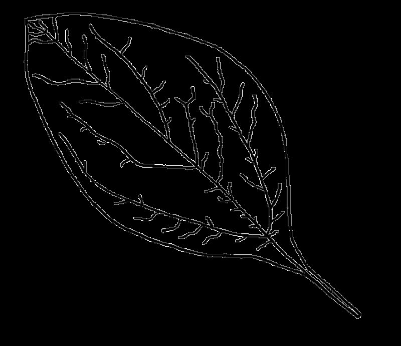 Листья рисунок