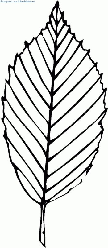 Листочки деревьев