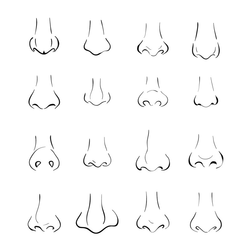 Разные формы носа анфас