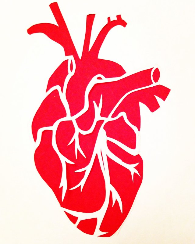 Анатомическое сердце контур
